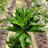 DRACENA COMPACTA P17