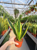 SANSEVIERIA TRIFASCIATA CANARY P9