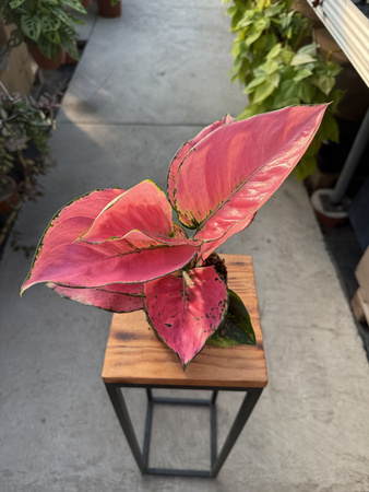 AGLAONEMA ROSE RED P12