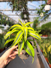 DRACENA LEMON SURPRISE P12