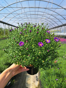 ASTER NOWOBELGIJSKI BELIVER PURPLE P13 -  DROBNY, PUSTY