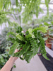 PAPROĆ ASPLENIUM HURRICANE P17