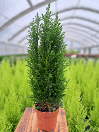 CYPRYSIK LAWSONA ELLWOODII P10