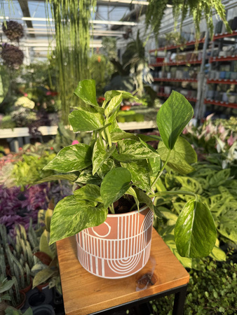 EPIPREMNUM MARBLE QUEEN P12