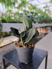 SCINDAPSUS TREBII DARK FORM P12