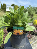 RUDBECKIA SUMMERDAISY'S GOLDEN TOFFEE C3