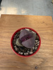 LITHOPS PLEIOSPILOS NEL P6