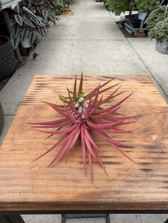 TILLANDSIA IONANTHA