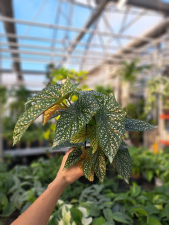 BEGONIA ALBOPICTA SILVER  P12