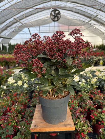 SKIMMIA RUBELLA P17