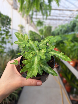 PAPROĆ PTERIS ALBOLINEATA P9