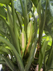 AGLAONEMA ROMEO P17