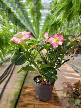 ADENIUM PINK STAR P13