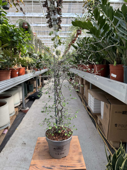 COROKIA COTONEASTER P12