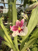 MILTONIOPSIS MIX P9