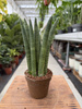 SANSEVIERIA CYLINDRICA STRAIGHT P9