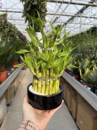 DRACENA LUCKY BAMBOO P12