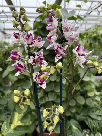PHALENOPSIS LIMITED 49 P12