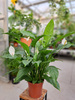 SPATHIPHYLLUM VIVALDI P17
