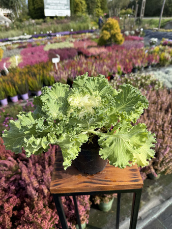 KAPUSTA OZDOBNA ZIELONA Z KREMOWYM ŚRODKIEM P11