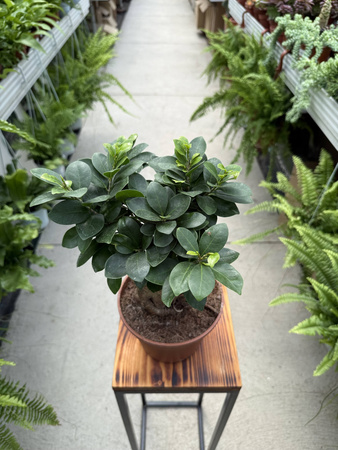 FICUS GINSENG P17
