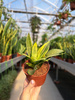 SANSEVIERIA HAHNII P9