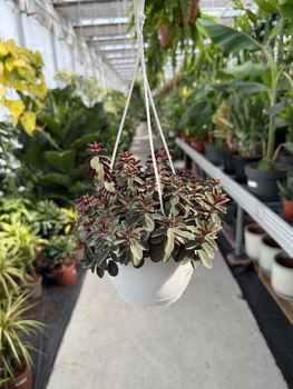 PEPEROMIA RED LONG P16