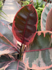 FICUS ELACTICA BELIZE P27