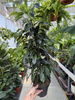 FICUS BENJAMINA DANIELLE P17