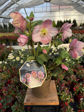 CIEMIERNIK WINTER BALLET KACY P15