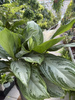 AGLAONEMA SILVER BAY P24