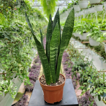 SANSEVIERIA BLACK CORAL P12