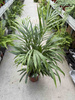 DYPSIS P21