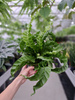 PAPROĆ ASPLENIUM HURRICANE P17