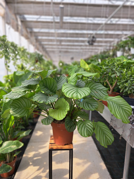 CALATHEA ORBIFOLIA P24