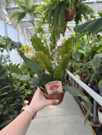 EPIPHYLLUM SARAH COURANT P12