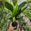 ASPIDISTRA