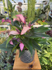 ANTHURIUM ZIZOU P12
