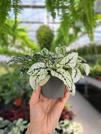 HYPOESTES BIAŁY - NIEDOŚPIAN P9