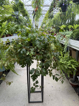 CISSUS ELLEN DANICA P19
