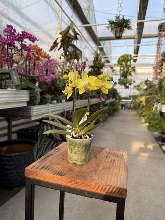 PHALENOPSIS YELLOW VAYENNE P7