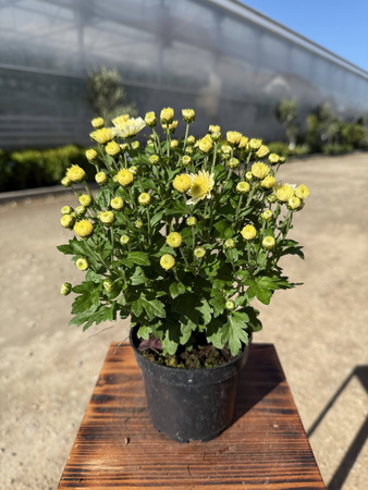 CHRYZANTEMA DROBNOKIATOWA CYTRYNOWA MINI P11