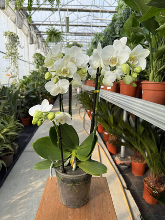 PHALENOPSIS MULTIFLORA TYPES STARRION P12