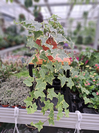 BLUSZCZ HEDERA HELIX YELLOW RIPPLE  P13