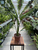 STRELITZIA REGINAE P12