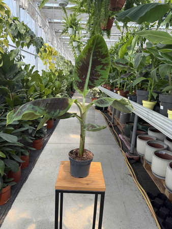 BANANOWIEC ACUMINATA ZEBRINA P12