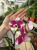 PHALENOPSIS MULTIFLORA TYPES RED SPIRIT RED