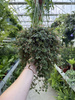 PILEA GLAUCA P16