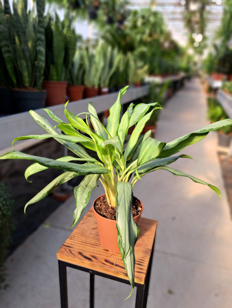 AGLAONEMA ZEBRA P12