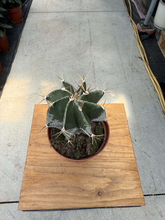 CACTUS ASTROPHYTUM P10